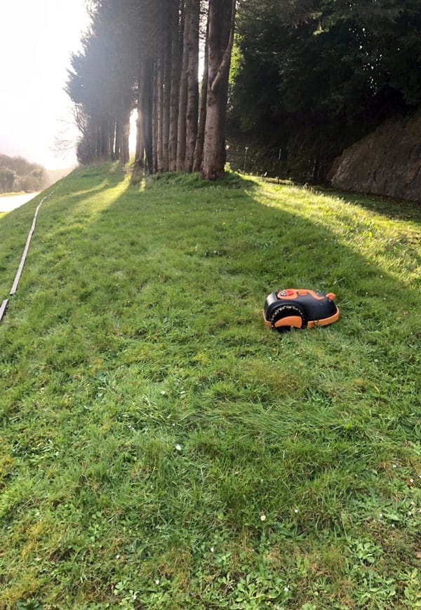 A robotic lawnmower navigates a grassy area near a row of tall trees, casting long shadows. The grassy slope is partially illuminated by sunlight, showcasing the efficiency of the best robot lawn mower. The surrounding environment includes dense greenery and a rock wall on the right.