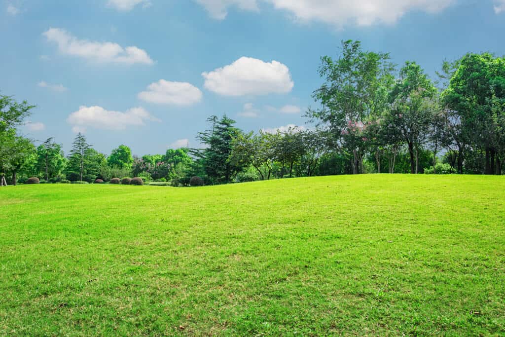 A lush, green grassy field is gently sloping upwards with various trees scattered along the horizon. The sky is bright blue with fluffy white clouds, creating a peaceful and serene landscape.